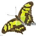 /album/getty/istockphoto-169979962-2048x2048-jpeg/