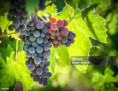 /album/getty/istockphoto-516683306-1024x1024-jpeg/